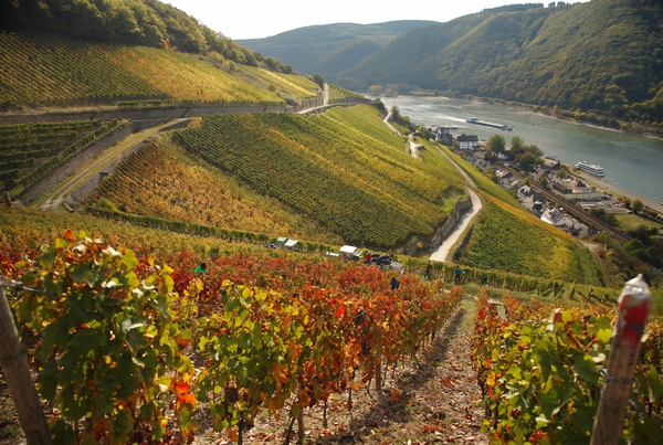 Rheingau, Germany