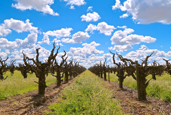 Lodi, USA