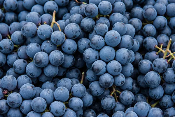 Garnacha  (Grenache)