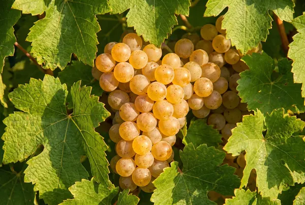 Furmint