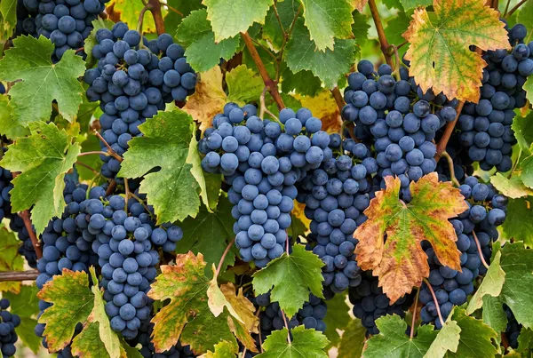 Touriga Nacional