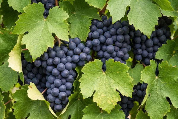 Pinot Noir