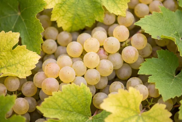 Riesling