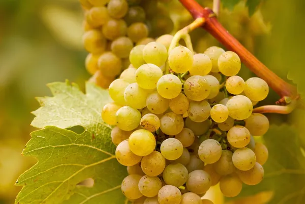 Chardonnay
