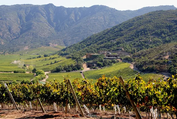 Maule Valley, Chile