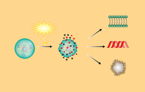 Free Radicals, Oxidative Stress and Premature Aging: Steps You Can Take to Protect Yourself