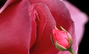 🌸 Don't Lose Your Lips: The Truth About Vaginal Estrogen That Your Doctor Probably Never Mentioned