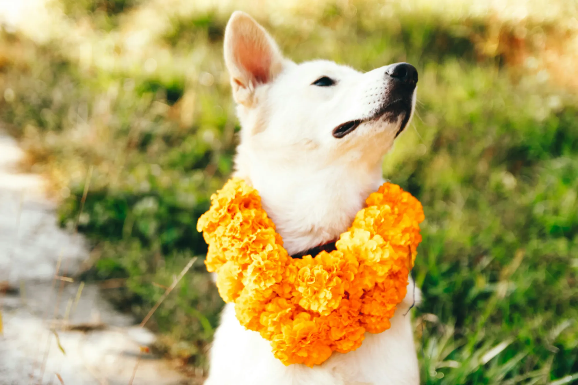 perrito con un collar de flores en el cuello en el festival Kukur Tihar.