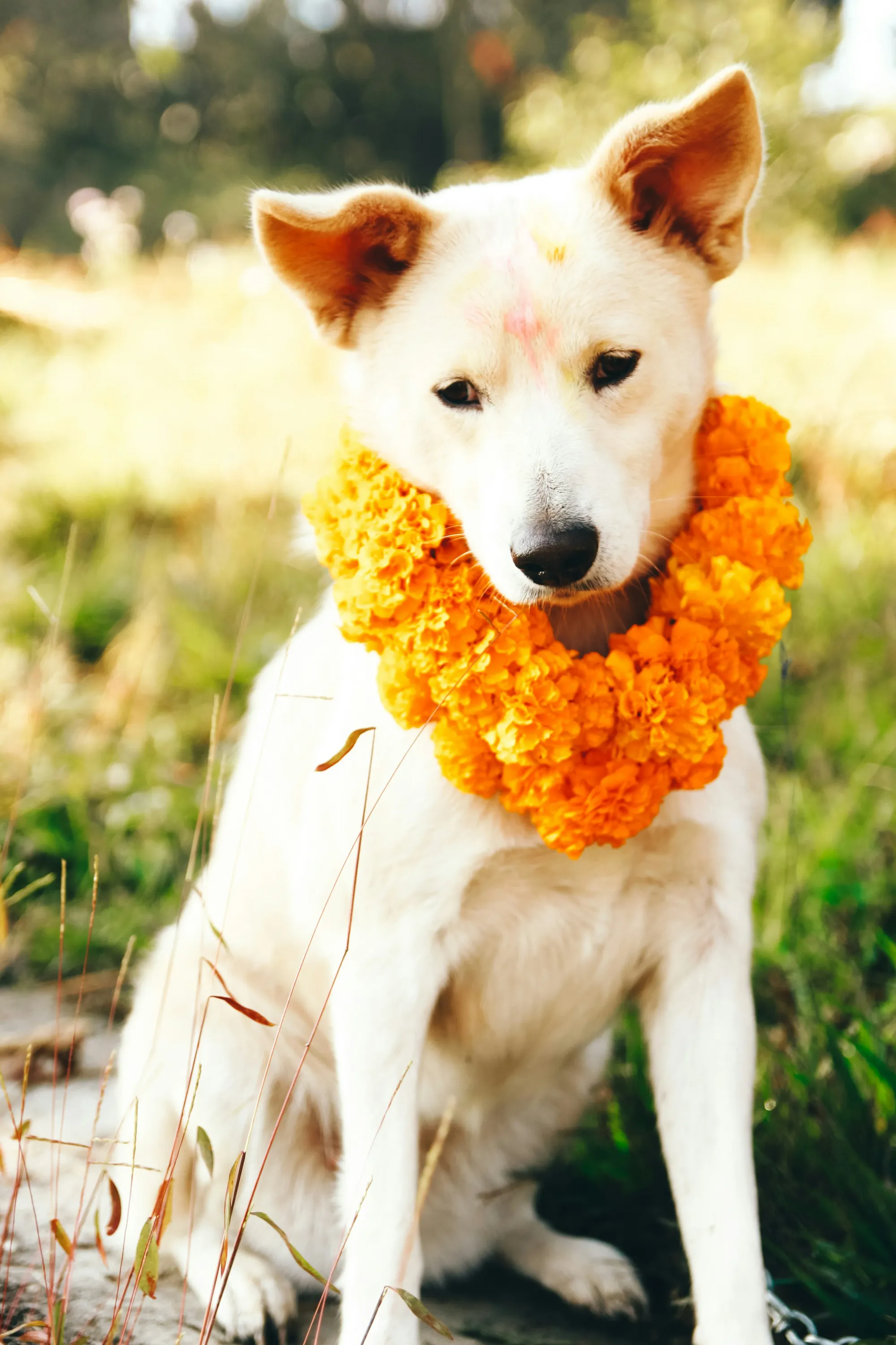 perritos honrado en el festival kukur tihar, Nepal
