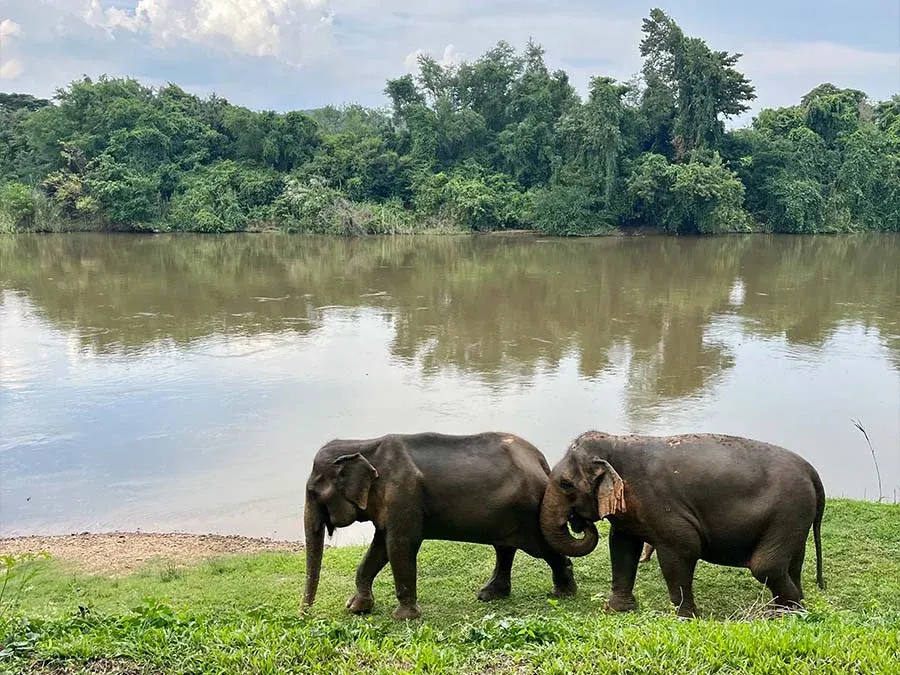 santuarios de elefantes en Tailandia.