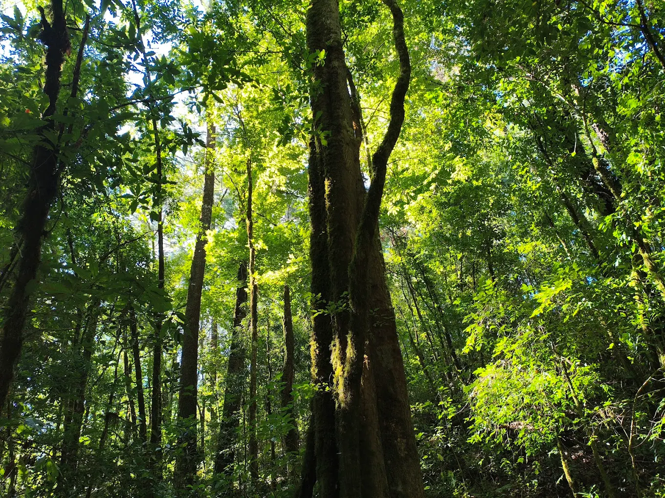 árboles en el bosque de talpa de allende otoño