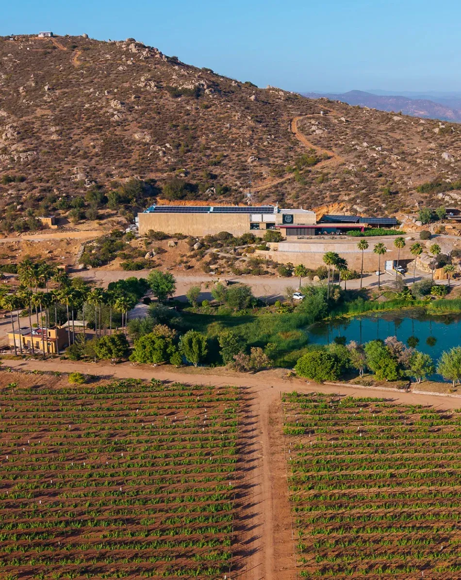 viñedo en la ruta del vino de Valle de Guadalupe