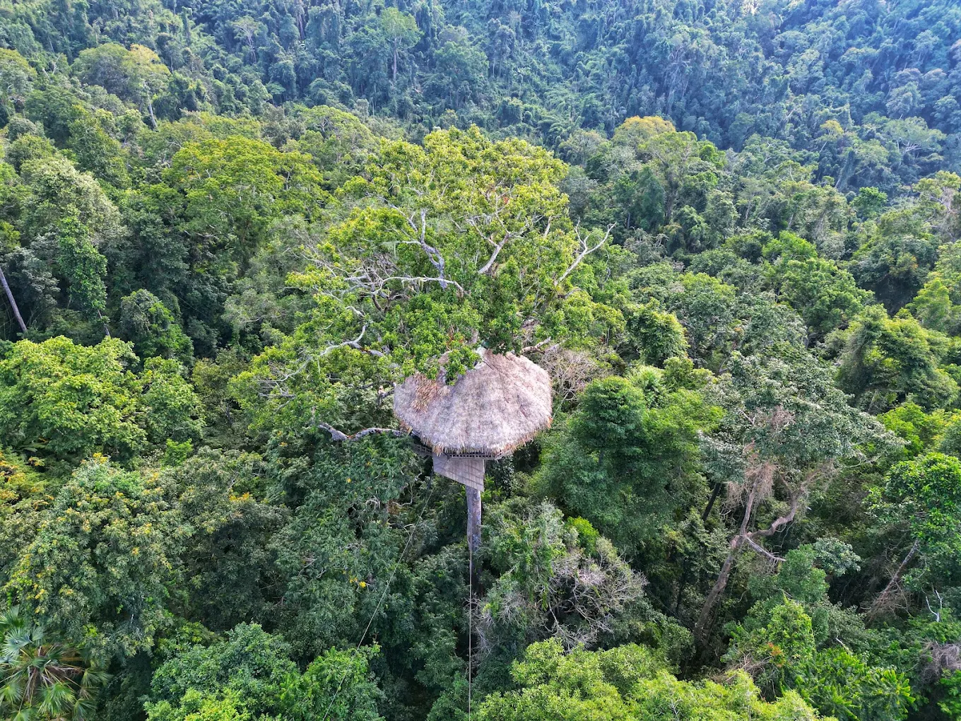 gibbon experience laos