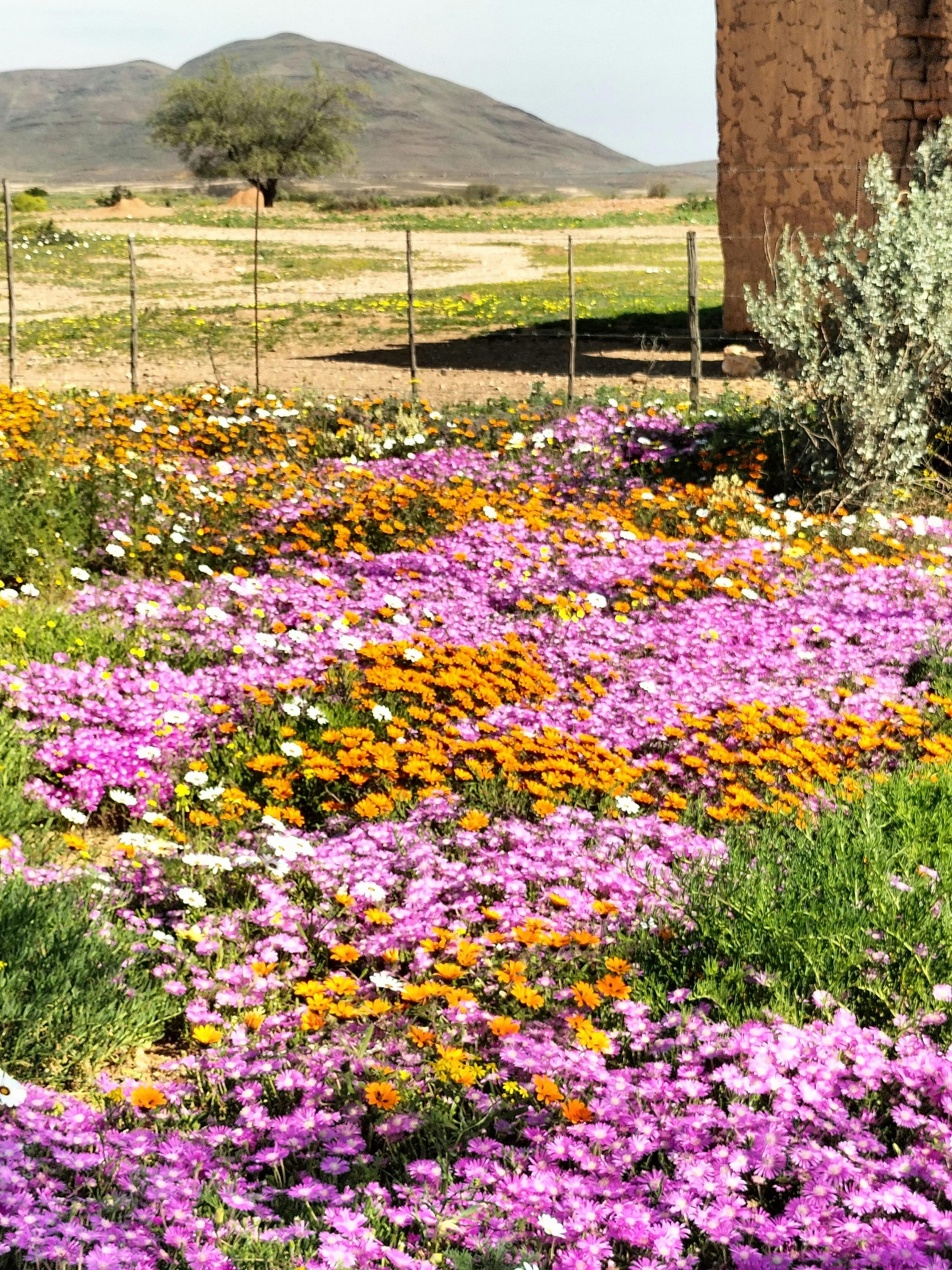 super bloom in Namaqualand