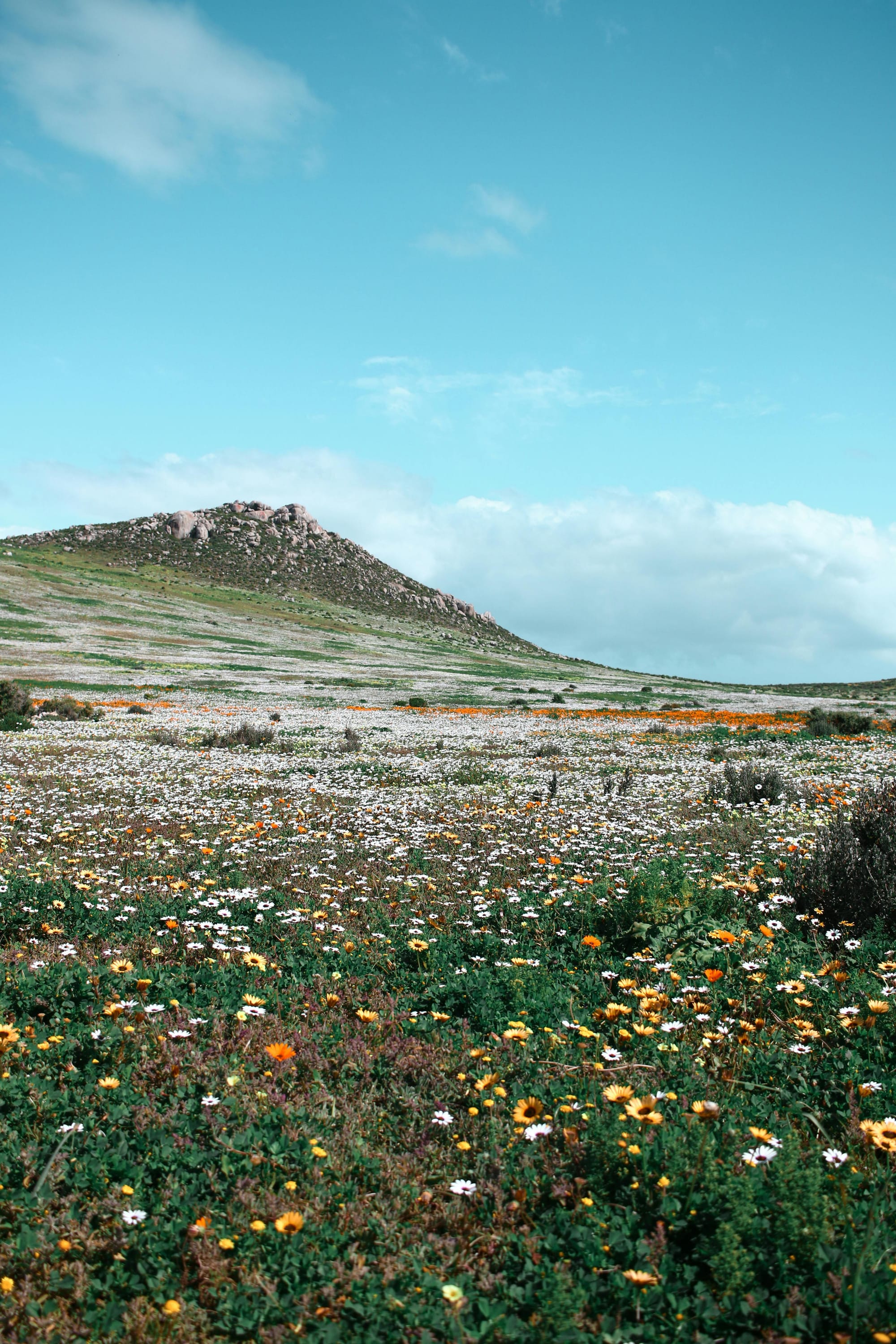 super bloom on namaqualand
