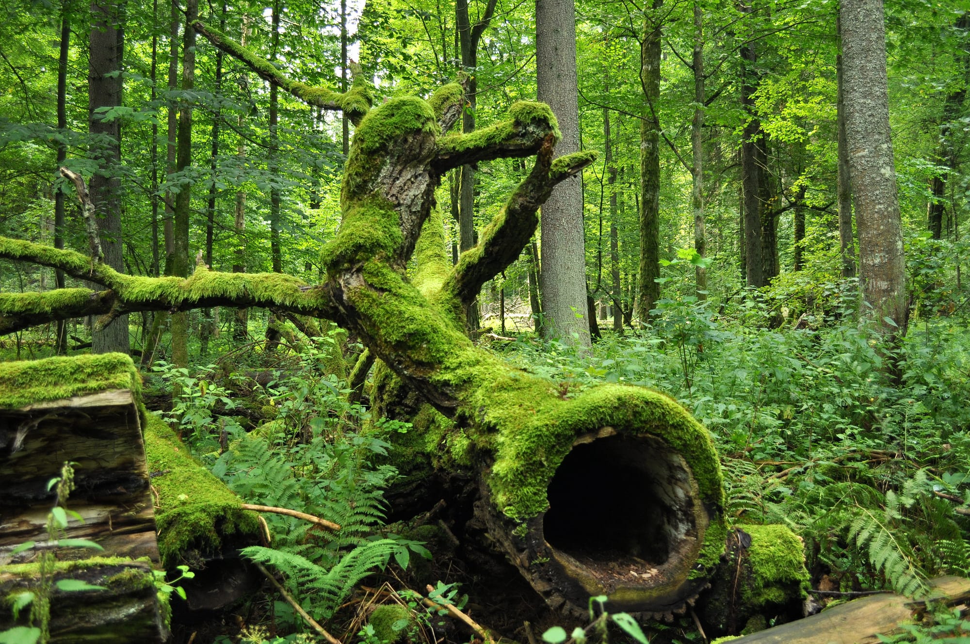 bosque de Białowieża en Polonia