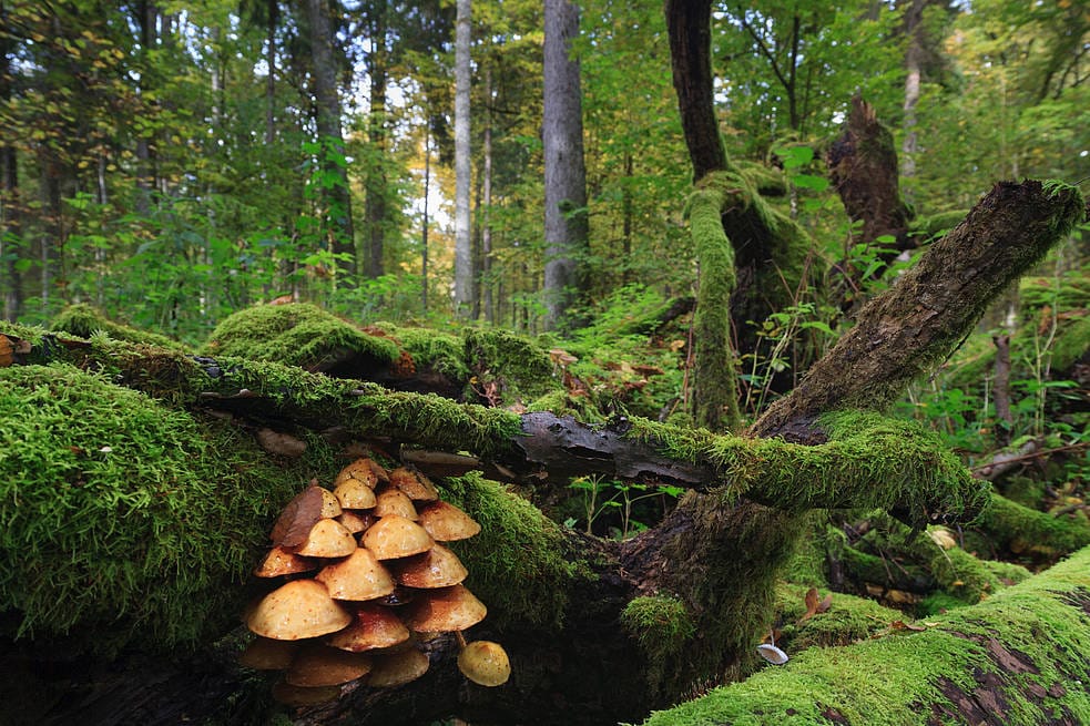 hongos en un bosque en Polonia