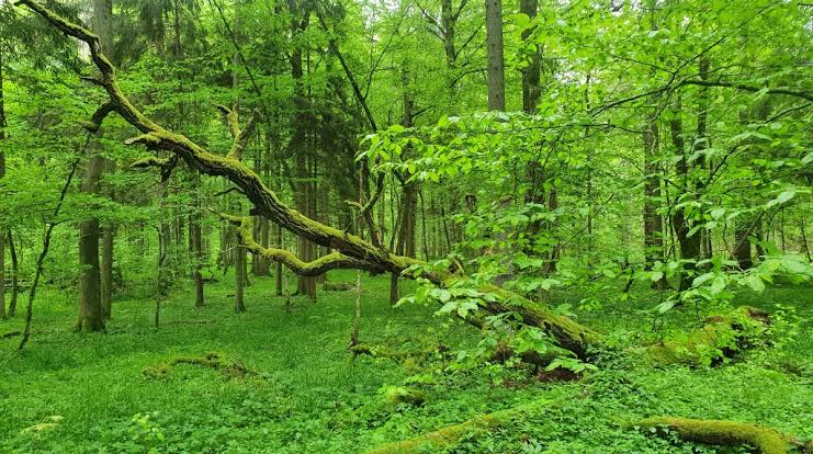 bosque Białowieża en Polonia, Europa.