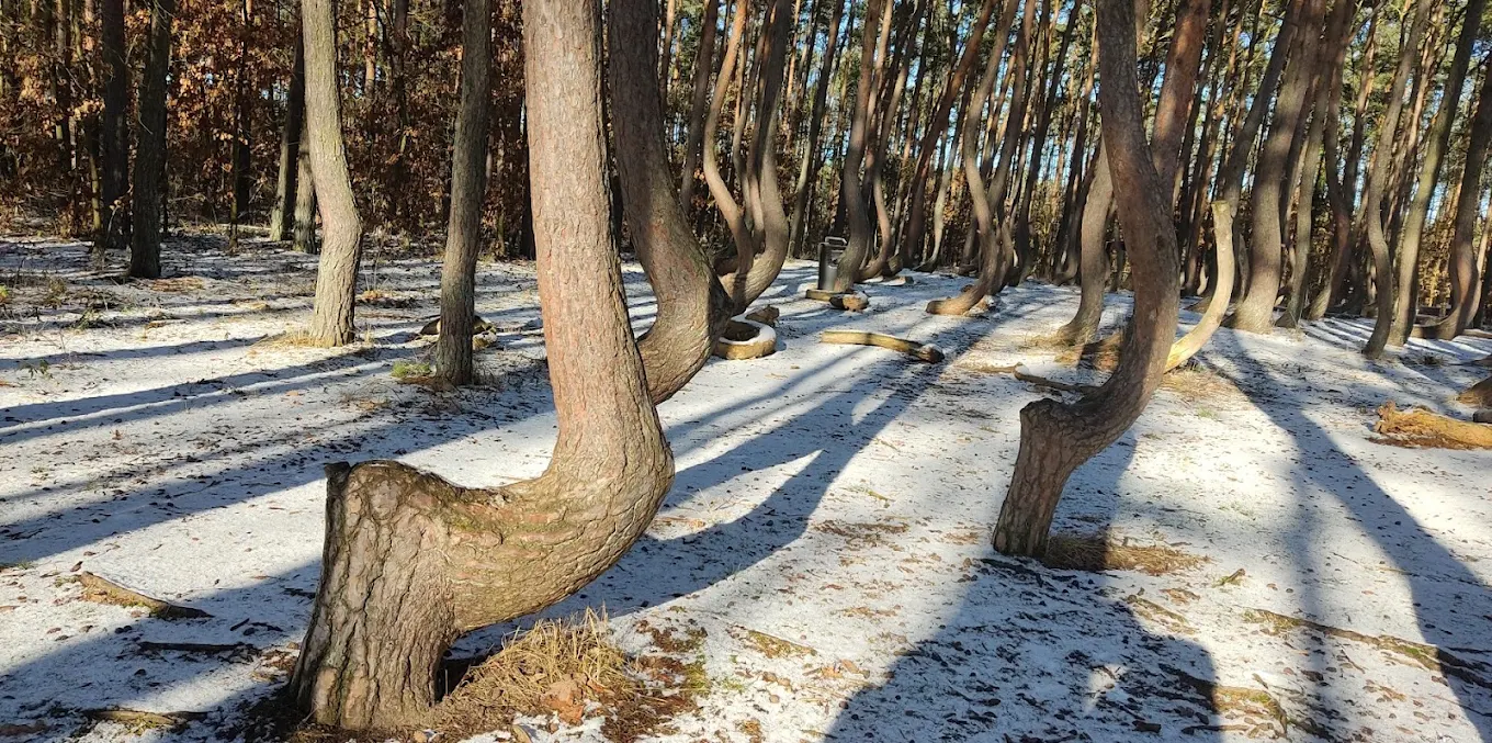 crooked forest gryfino poland