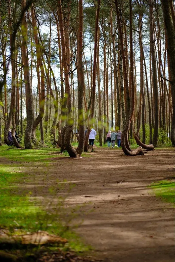 crooked forest in poland