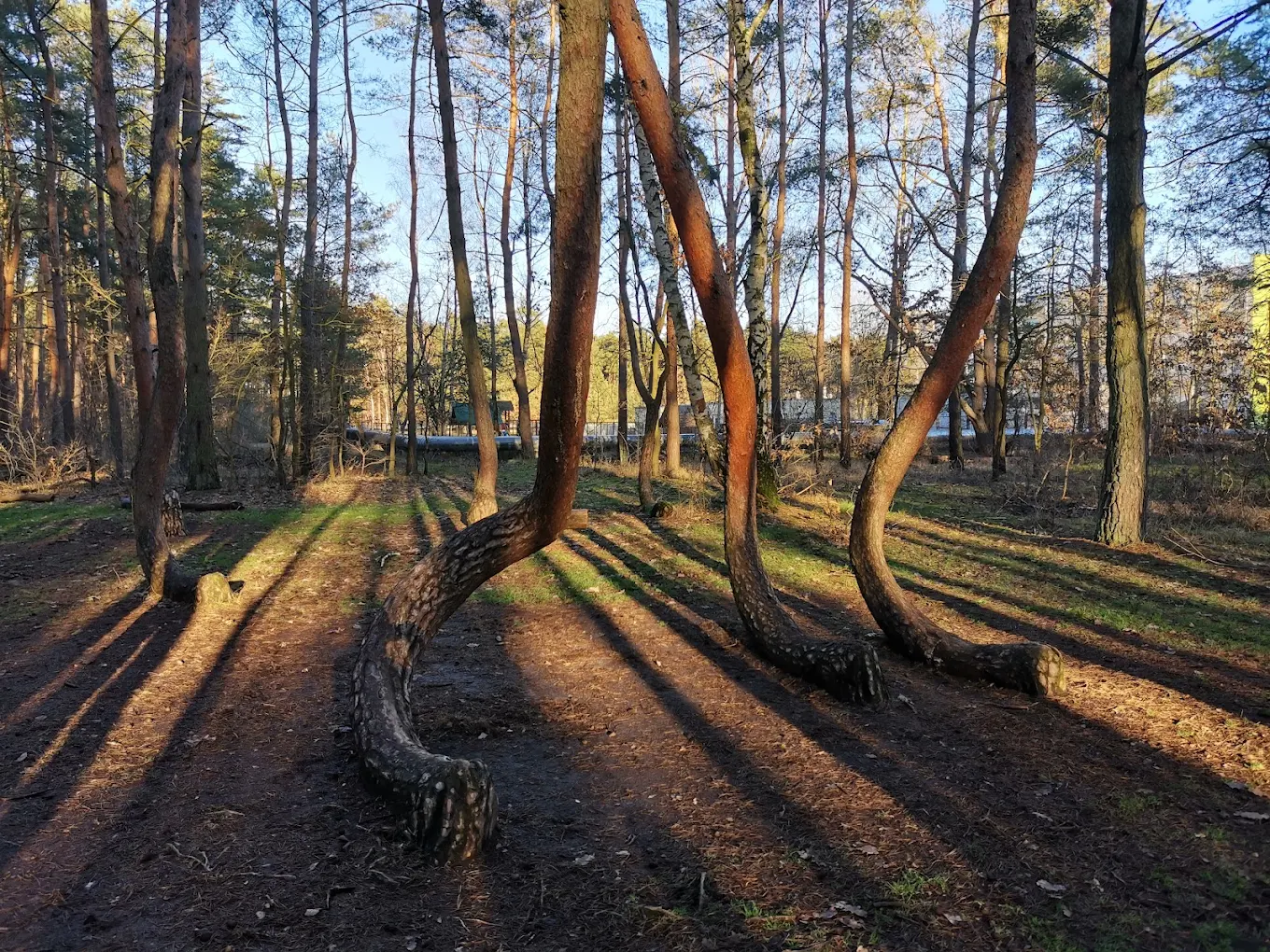 crooked forest in gryfino poland in the summer