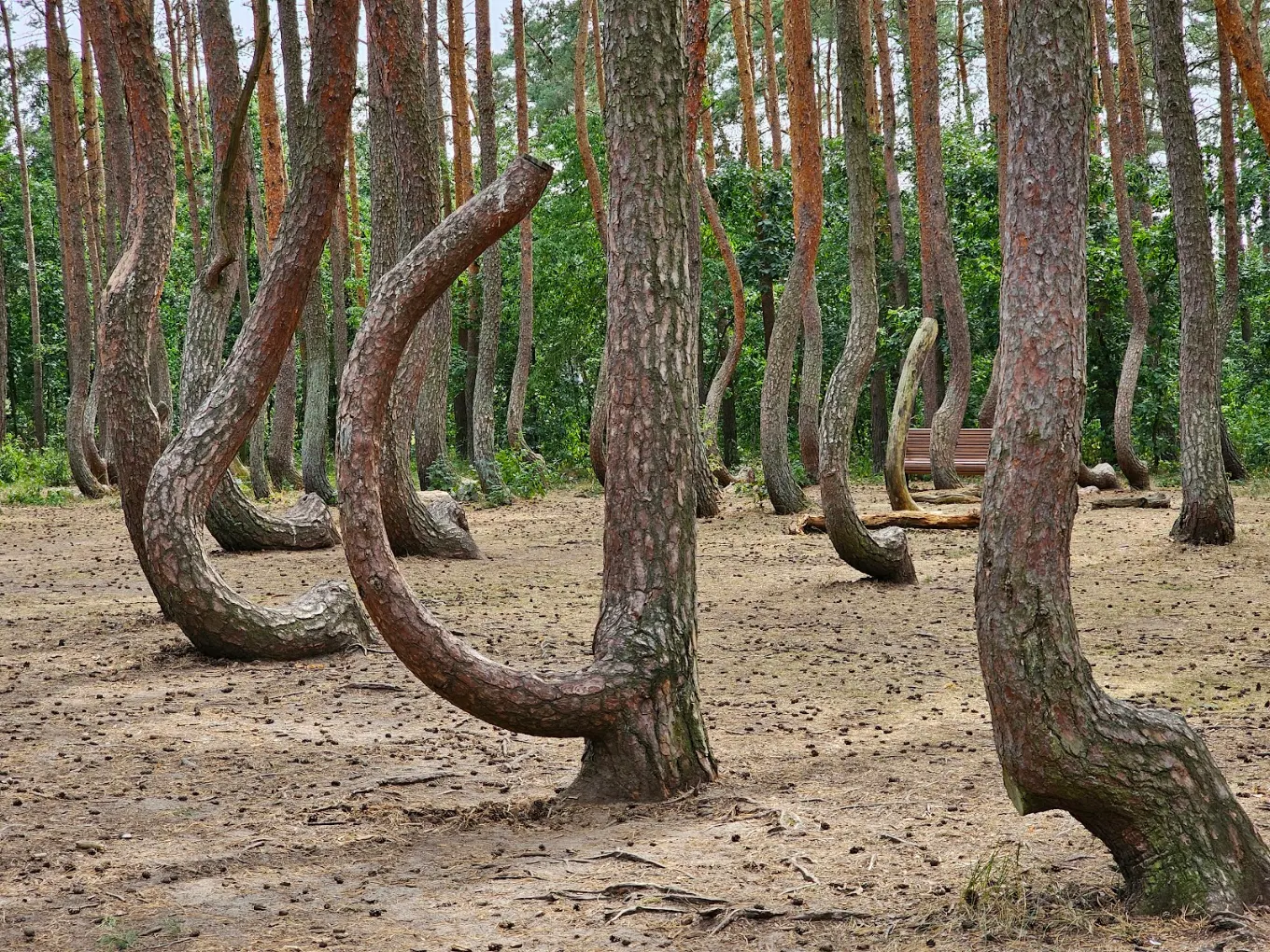 crooked forest gryfino poland