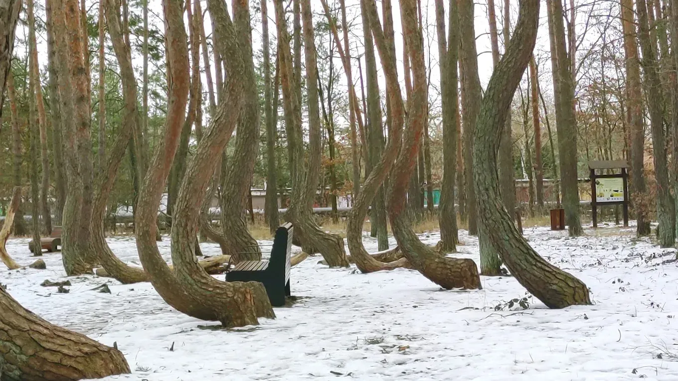 crooked forest poland in winter