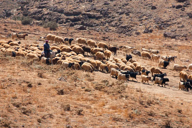 pastor beduino en dana, jordan