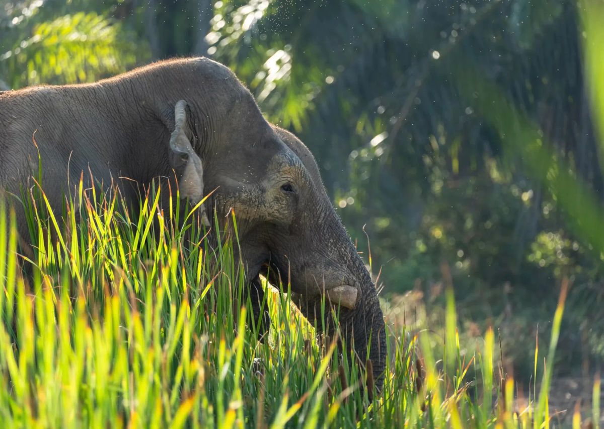elefante en uno de los santuarios de elefantes éticos en Tailandia