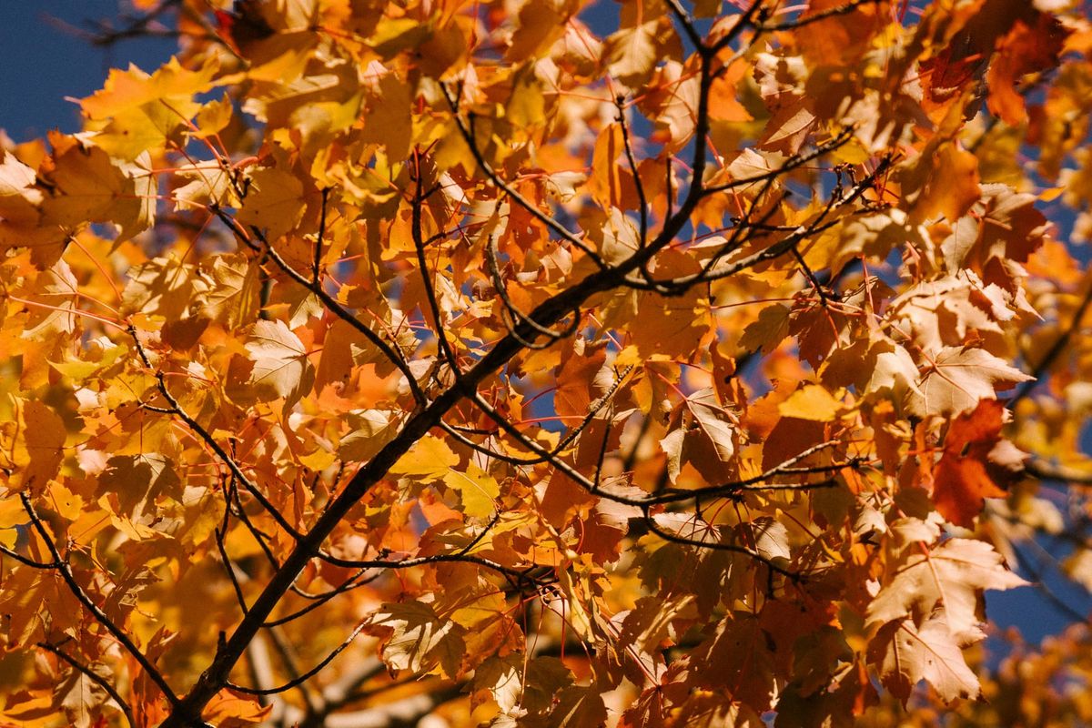 Acer binzayedii: bosque de arce bosque de maple