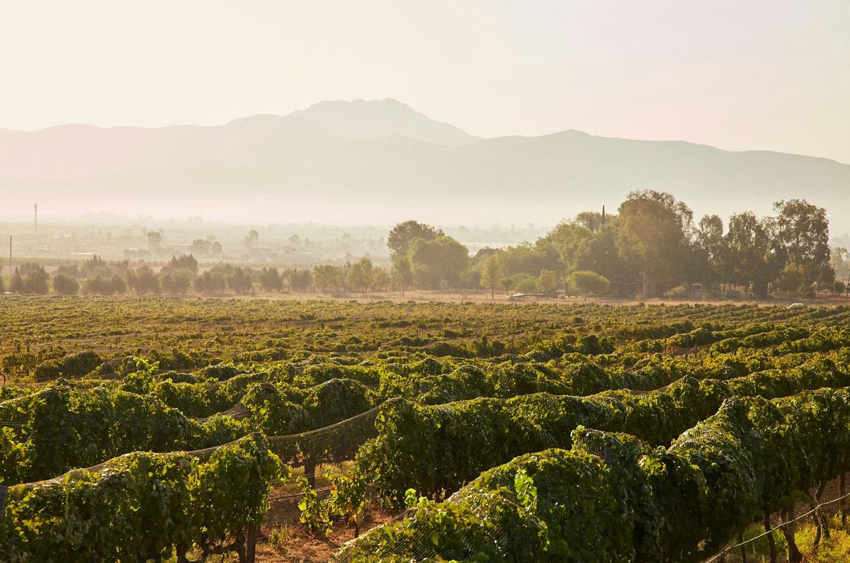 ruta del vino valle de guadalupe