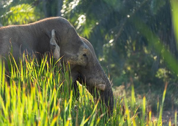 elefante en uno de los santuarios de elefantes éticos en Tailandia