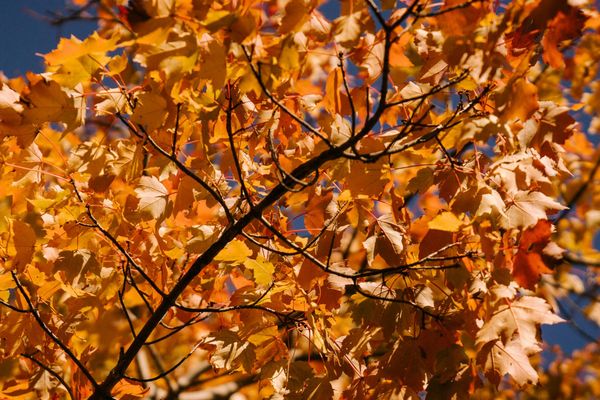 Acer binzayedii: bosque de arce bosque de maple