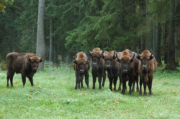 bisontes en el bosque Białowieża