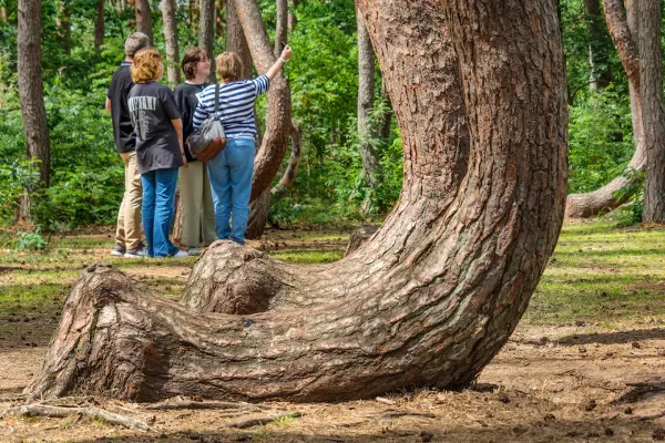 crooked forest gryfino poland