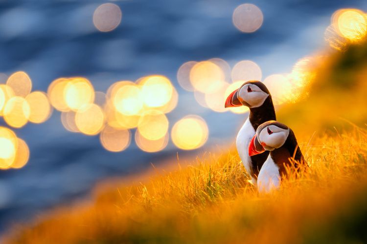 Midnight w/ Puffins