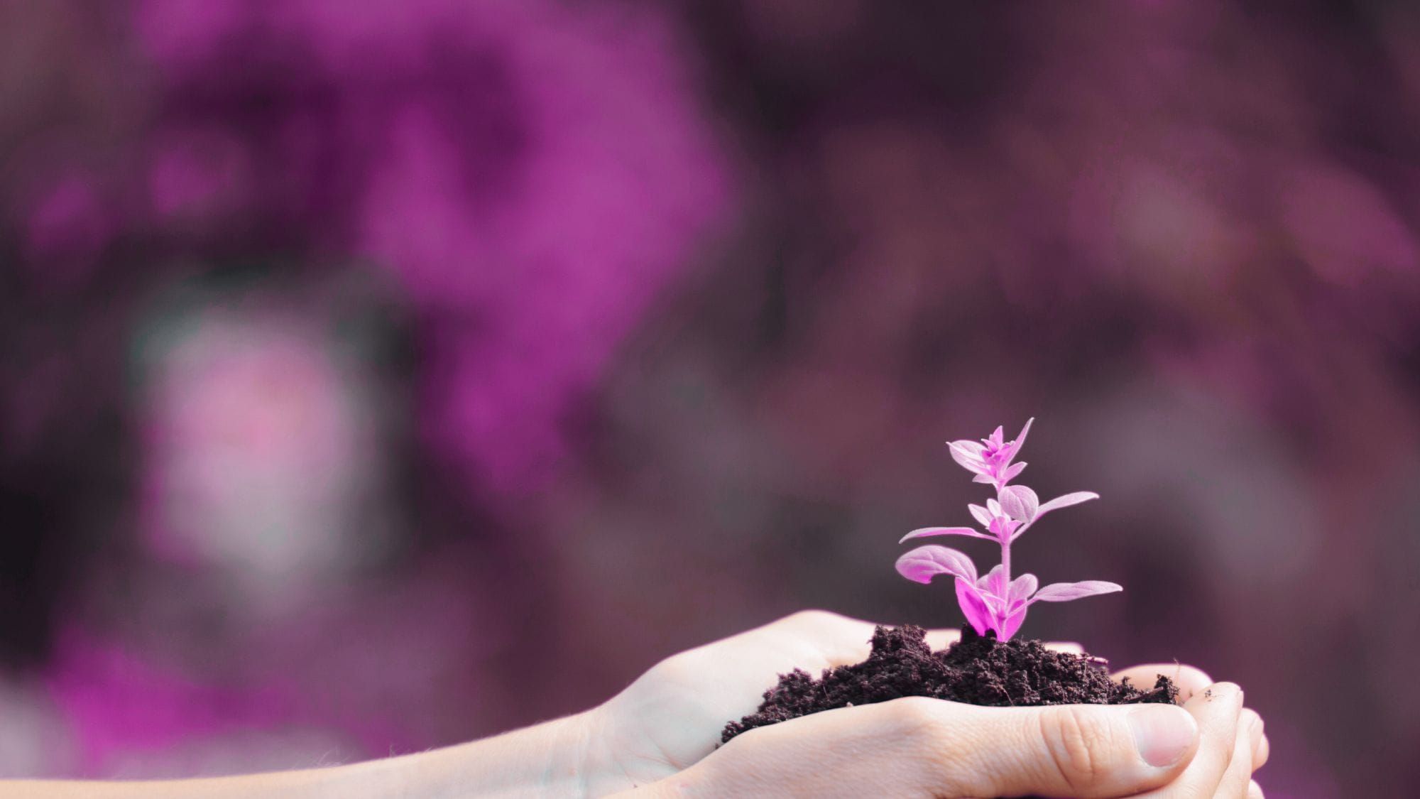 Inside Wise Women's Wisdom