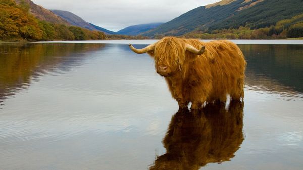 Permission to feel joy—start here