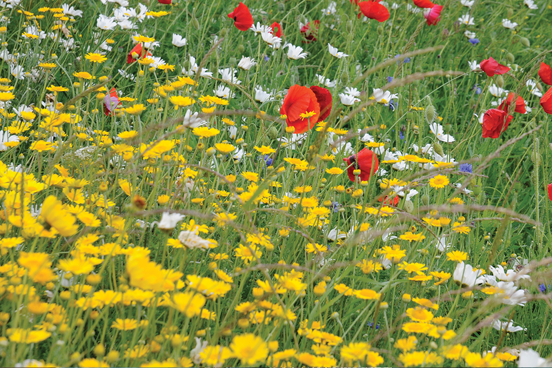 Awakened agents of change: sowing seeds of hope and action