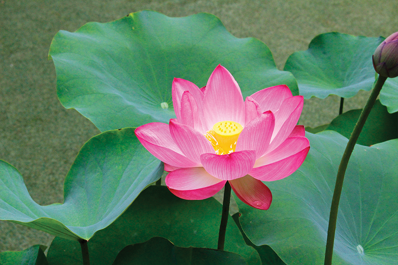 The mentor and disciple relationship