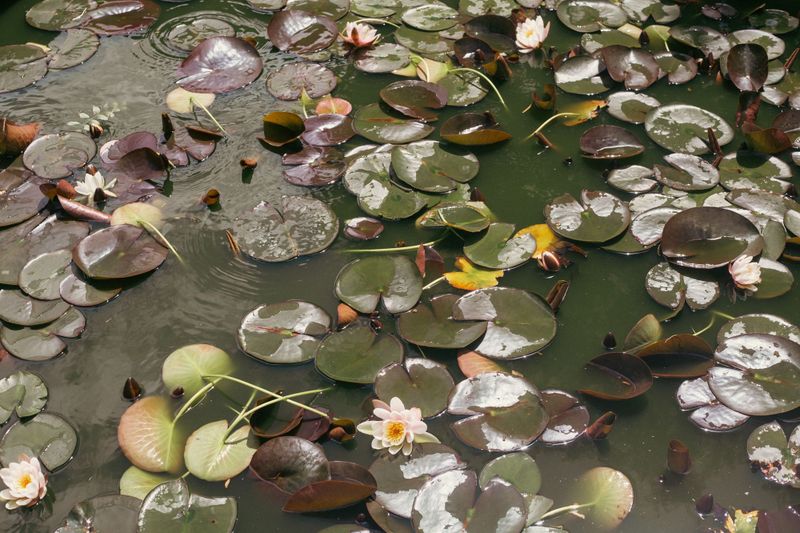 SGI Anniversaries: November