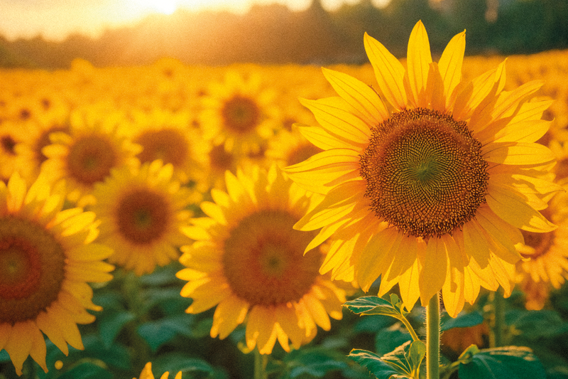 Stay cheerful and grow strong and tall like sunflowers