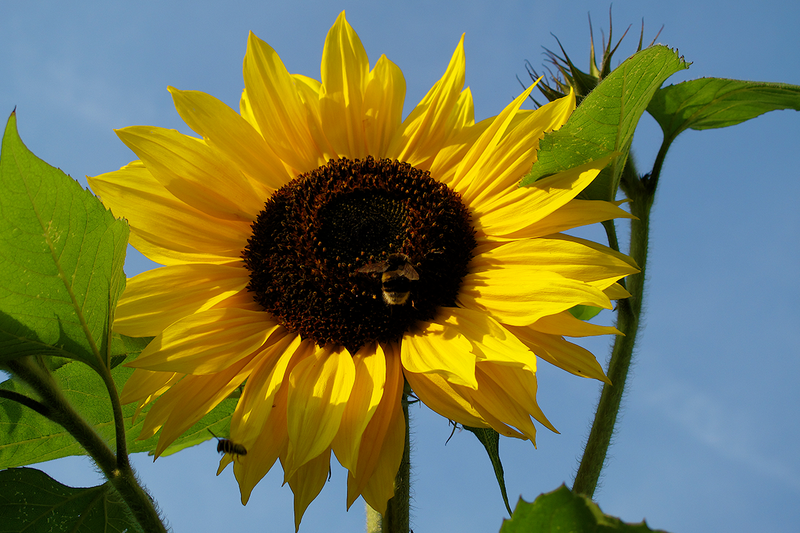 New SGI Peace Centre