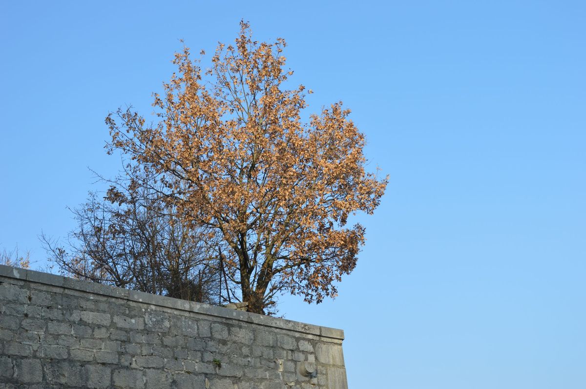 My mother was trying something unorthodox... (P1)