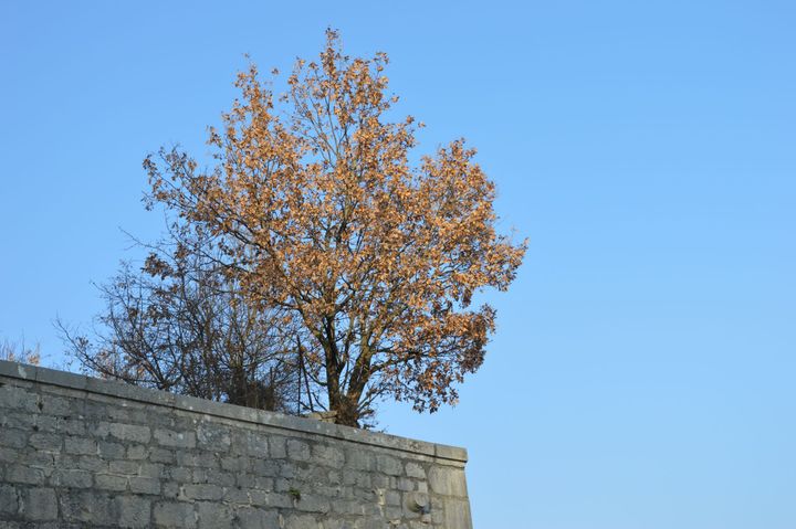 My mother was trying something unorthodox... (P1)