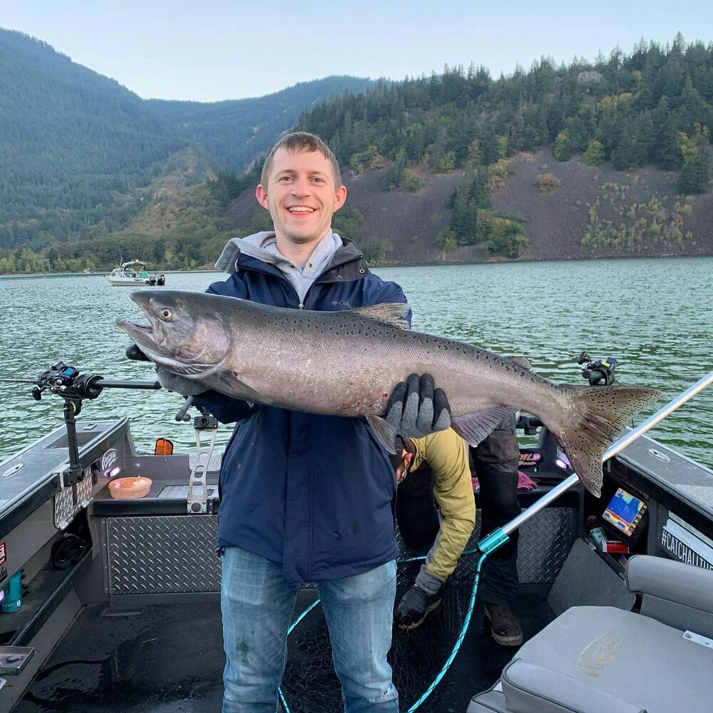   Chinook Salmon in Hood River, OR.  