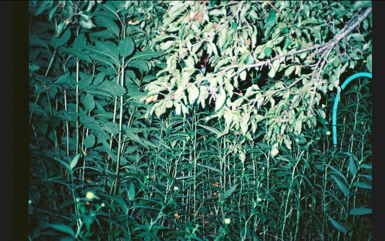 𝔟𝔫𝔤𝔯𝔷 𝔩𝔱𝔡.002