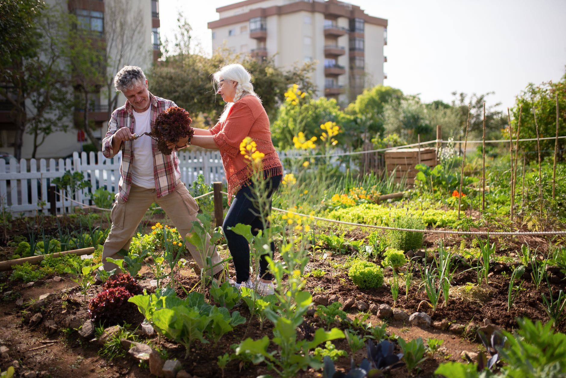 Elderly couple enjoying gardening together in a vibrant urban vegetable garden.
