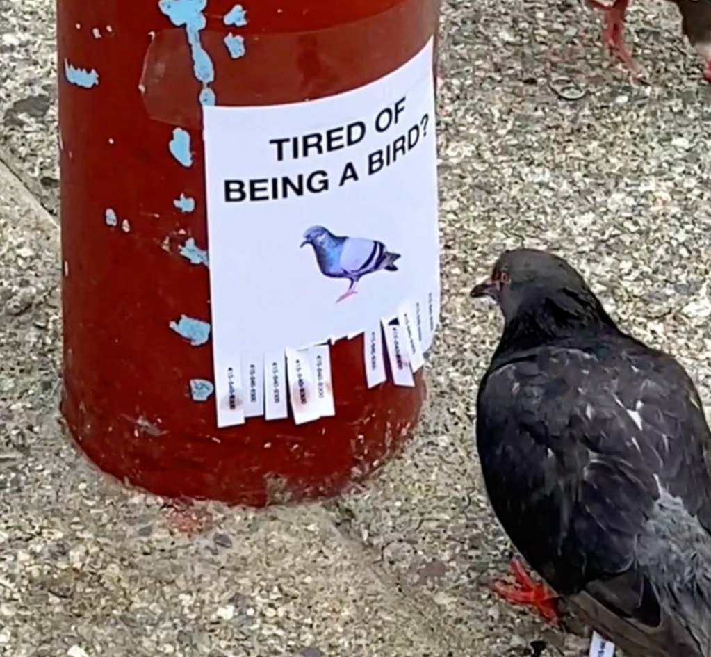 A still image from a video showing a pigeon apparently reading a small sign that says 'tired of being a bird?' above a picture of a tiny pigeon. At the bottom of the sign there are tear-off-able tabs that appear to have a phone number on them. To tabs have already been torn off. The pigeon has a distinct look about it that says it will also take one.
