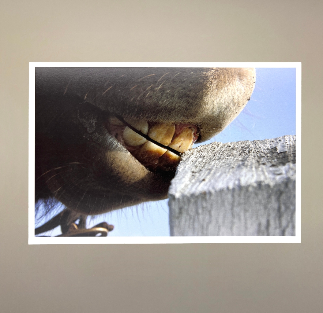 Postcard with a very close up photo of what looks like a donkey or a horses teeth nibbling a salt block.